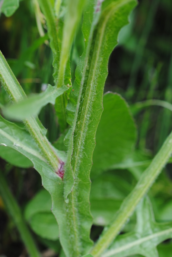 Centaurea napifolia in Molise